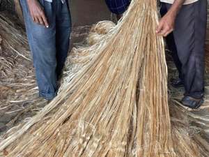 Yute crudo de alta calidad, Material 100% de Yute Natural, calidad superior, 100% Natural, ecológico - Product Image 5