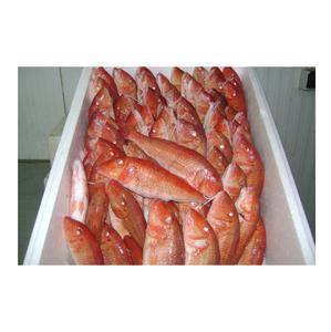 Fournisseur en gros de stock en vrac de poisson mulet rouge congelé (fruits de mer) Expédition rapide - Product Image 6
