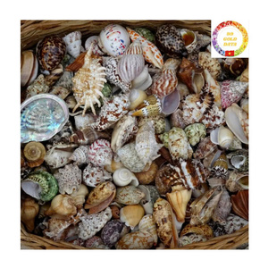 Coquillages naturels décoratifs mixtes étoile de mer conque et coquillages de perles pour la décoration intérieure sur le thème de l'océan - Product Image 6