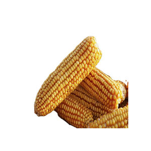 ข้าวโพดสีเหลือง/ข้าวโพดเลี้ยงสัตว์/ข้าวโพดสีเหลืองสำหรับอาหารสัตว์ปีก - Product Image 2