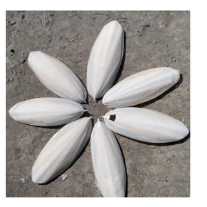 Tẩy Trắng Mực Xương Việt Nam Nhà Cung Cấp Giá Tốt Trắng Sáng Cho Chim, Vẹt - Product Image 6