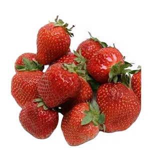 Purity 100% Strawberry Seed Oil Premium Quality Top Grade Wholesale Price Top Grade Indian Leading Manufacturer and Supplier