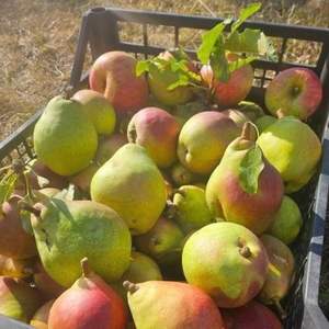 Pêres fraîches parfumées - Qualité supérieure 180g-250g - Douces et juteuses - Approvisionnement en vrac avec une durée de conservation de 21 à 30 jours - Product Image 5