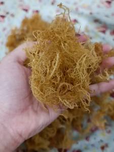 Algue de Cottonii de matière première écologique du Vietnam pour l'industrie hydrocolloïde - Product Image 4