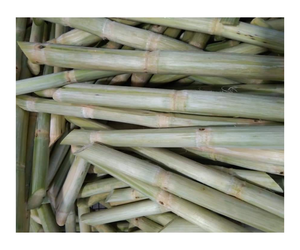 Caña de azúcar pelada congelada Premium, sabor original, mejor para jugo - Product Image 1
