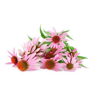 Sıcak satış fabrika doğrudan tedarik ekinezya özü ekinezya Purpurea özü tozu ihracat için uygun fiyat - Product Image 2