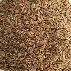 Grains de seigle biologique de qualité supérieure, 100 % frais et à texture ferme, seigle blanc aromatique, en vente en gros - Product Image 1