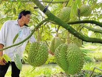 Vietnamese Durian: Een Tropisch Genot/Vdelta Die Je Moet Proberen