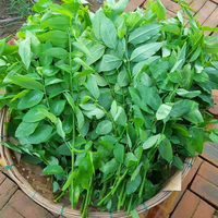 Daun Katuk Kering Daun Manis Alami AKINA