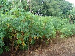 Las hojas de mandioca congeladas ricas en nutrientes apoyan la inmunidad y la salud general del cuerpo - Product Image 5