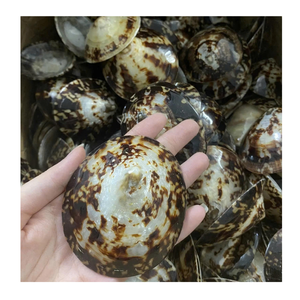 Carcasa de Lapa natural de Vietnam utilizada en artesanías artísticas y juegos de decoración por el proveedor de datos exportador 99 Gold - Product Image 6