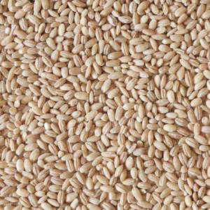 Semillas de Cebada de Primera Calidad y Granos de Cebada para Alimentación Animal, Cebada Malteada a Granel, Grano de Malta de Origen, Vida Útil de 6 a 12 Meses, En Venta - Product Image 1
