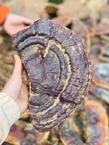 เห็ดหลินจืออบแห้งธรรมชาติ สำหรับบรรจุภัณฑ์ขายปลีกแบบ OEM และจัดจำหน่ายจำนวนมาก - Product Image 2