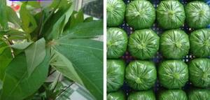 Hoja de yuca congelada de la mejor calidad de Vietnam - Product Image 5