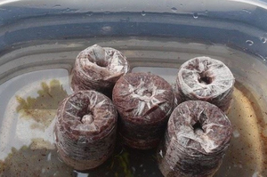 ปุ๋ยใยมะพร้าว GEM - Product Image 3