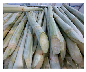 Canne à sucre sucrée congelée Bâtonnets de qualité supérieure du Vietnam Jus de canne à sucre congelé Meilleure offre à l'exportation Prix de vente compétitif - Product Image 3