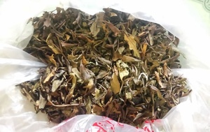 ใบ polyscias แห้งตามธรรมชาติส่งออกในปริมาณมากในราคาที่เหมาะสมและมีข้อเสนอที่ดีที่สุด - Product Image 5