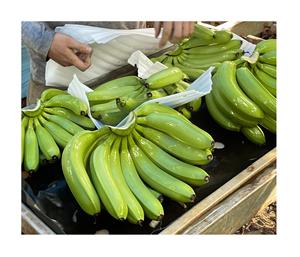 BANANAS CAVENDISH VERDES DE ALTA CALIDAD CON BUEN PRECIO DE MERCADO DESDE AL POR MAYOR 99GD VIETNAM - Product Image 1