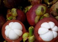 Mangoustan frais du Vietnam, de haute qualité, sucré et juteux, exportation en vrac