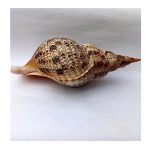 Trompeta Triton Shell para diseño y exhibición de tema marino del exportador de Vietnam 99 Gold Data Trompeta Triton Shell - Product Image 3