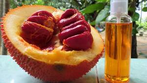 Aceite de fruta Gac de Vietnam, Jackfruit de bebé, cantidad a granel para venta al por mayor, Sophie - Product Image 5