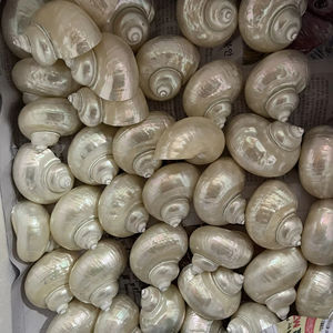 Coquillage naturel poli Vietnam Ocean Craft pour les fournitures de bijoux et les idées de décoration de mariage nautique - Product Image 1