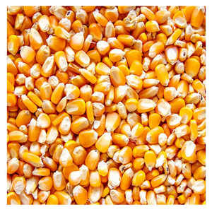 Grains les plus vendus Maïs jaune séché Maïs jaune séché de l'exportateur - Product Image 4