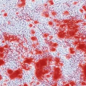 Industrial Grade ALIZARIN RED pH Indicator Laboratory <b>Reagents</b> Fine <b>Chemicals</b> Powder C.I. No.58005 Manufactured and Exported - Product Image 3