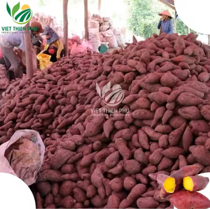 Boniato congelado de alta calidad a granel para la industria alimentaria, fabricado por VIET THIEN PHU, proveedor de confianza de Vietnam - Product Image 6