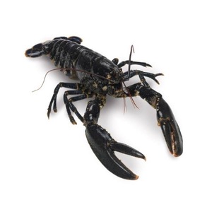 Dernier arrivage Queues de homard de fruits de mer surgelées, homards surgelés, crevettes surgelées meilleur prix du marché de l'UE - Product Image 3