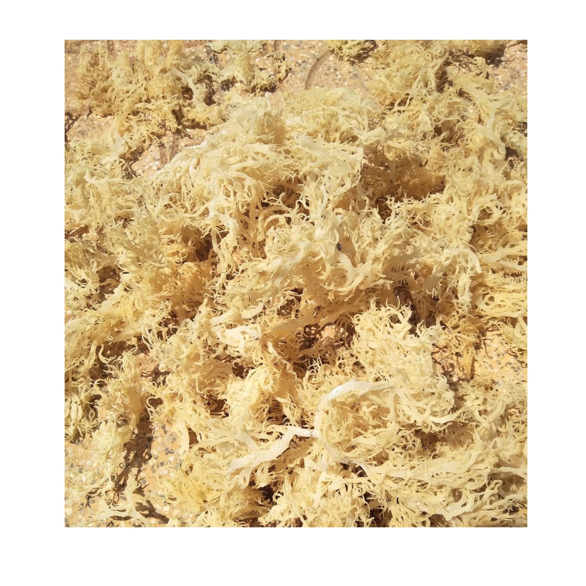 Лидер 2025, оптовая продажа, морские водоросли GOLD ST LUCIA SEA MOSS EUCHEUMA COTTONII