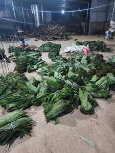 HOJAS DE BAMBÚ SECAS NATURALES VIETNAM DECORACIÓN DE ROLLO DE ENVOLTURA DE Aperitivos DE ALTA CALIDAD DE LOTO AZUL MS AMELIA + 84855014447 - Product Image 2