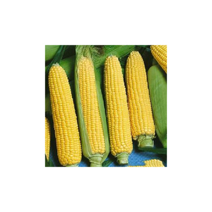 Maíz amarillo y maíz blanco/maíz amarillo para alimentación animal - Product Image 1