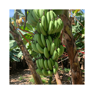 BON PRIX FRESH GREEN BANANA CAVENDISH VIETNAMIEN FRUITS FRAIS DE 99GD VIETNAM 2025 - Product Image 3