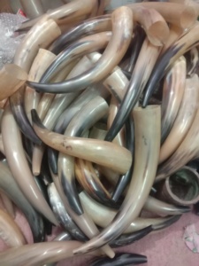 Cuerno de búfalo doméstico 100%, cuerno de trompeta de juguete, acabado decorativo con agujero de soplado, característica de Animal de estilo vikingo ecológico - Product Image 4