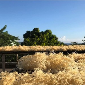 สาหร่าย Eucheuma cottonii มอสทะเลดิบเพื่อสุขภาพส่งออกจากโรงงานเวียดนาม - Product Image 6