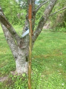 Bâton de marche en bois naturel de qualité supérieure pour personnes âgées avec support à formes multiples et thérapie de rééducation - Product Image 2