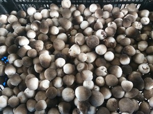 Fournisseur de champignons de paille surgelés OEM pour les chaînes de vente au détail et les distributeurs de marques privées - Product Image 6