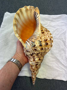 Coquille de trompette décorative et coquille de triton pour la décoration intérieure, la conception sur le thème côtier et l'arrangement d'exposition - Product Image 4