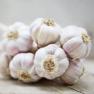 High Grade Fresh White Garlic Supplier From Pakistan Wholesale Cheap Price Bulk Garlic Ready To Ship Best Vegetables Exporter