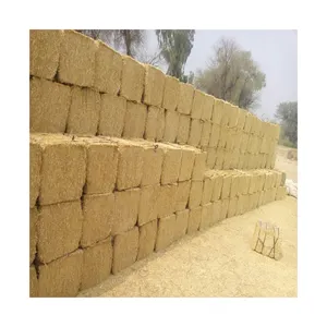 Produit de vente lourd pour l'alimentation des animaux paille de blé petites et grandes balles pour les exportateurs d'aliments pour animaux du Pakistan