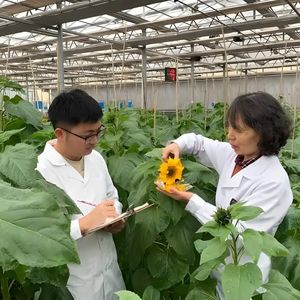 High-quality <strong>Chinese</strong> <strong>Sunflower</strong> <strong>Seeds</strong> Can Be Used For Planting, Offering Higher Yields At Discounted Prices. Large Size T6. - Product Image 4