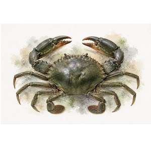 Crabe Mangrove Congelé - Achat en Gros de Crabe Mangrove pour la Transformation Alimentaire - Product Image 4