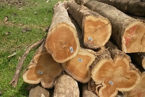 ท่อนไม้สักสำหรับงานพันไม้สักพม่าสำหรับงานพันไม้สักอินโดนีเซีย - Product Image 5