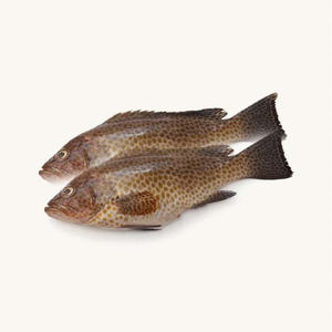 ปลากรูปเปอร์แช่แข็งจำนวนมากพร้อมจำหน่าย คุณภาพเกรดส่งออก - Product Image 5