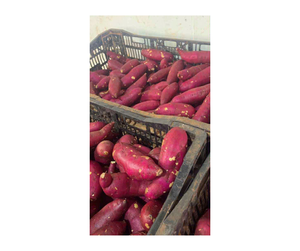 Raíz de Camote Dulce Congelada al Vapor de Vietnam Directo de Fábrica - Camote Dulce en Rodajas para la Industria Panadera, Bases para Bebidas y Preparación de Alimentos - Product Image 1