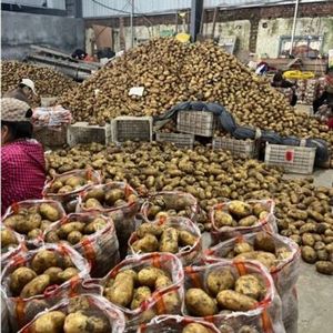 Patates douces fraîches par tonne Patates douces rondes de haute qualité Afrique du Sud Patates douces mûres - Product Image 6