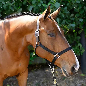 IRIS HH-004 Deluxe Anglais Selle Breakaway Halter Premium Confort Sécurité Cuir avec Menton Réglable Gorge Snap Chevaux - Product Image 2