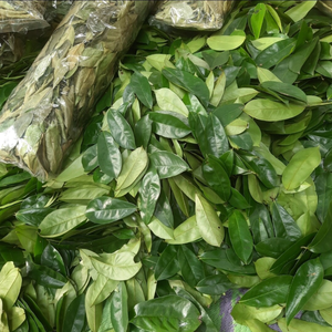 POLVO DE HOJA DE GUANABANA SECA-CALIDAD PREMIUM-EXPORTACIÓN DESDE VIETNAM - Product Image 5