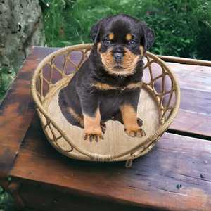 Trending Durable Customized Vintage <b>Wicker</b> Pet Dog <b>Cat</b> Animal Sitting Bamboo Cage Houses <b>Bed</b> Rocking Chair Bony Inlay Console - Product Image 3